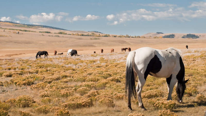 Where to Keep Horses in Durango, CO