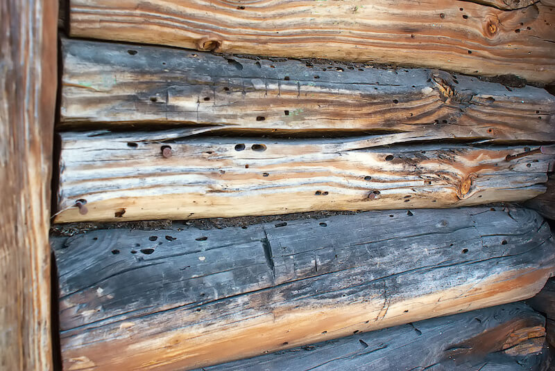 Termite Damage on a Log Home