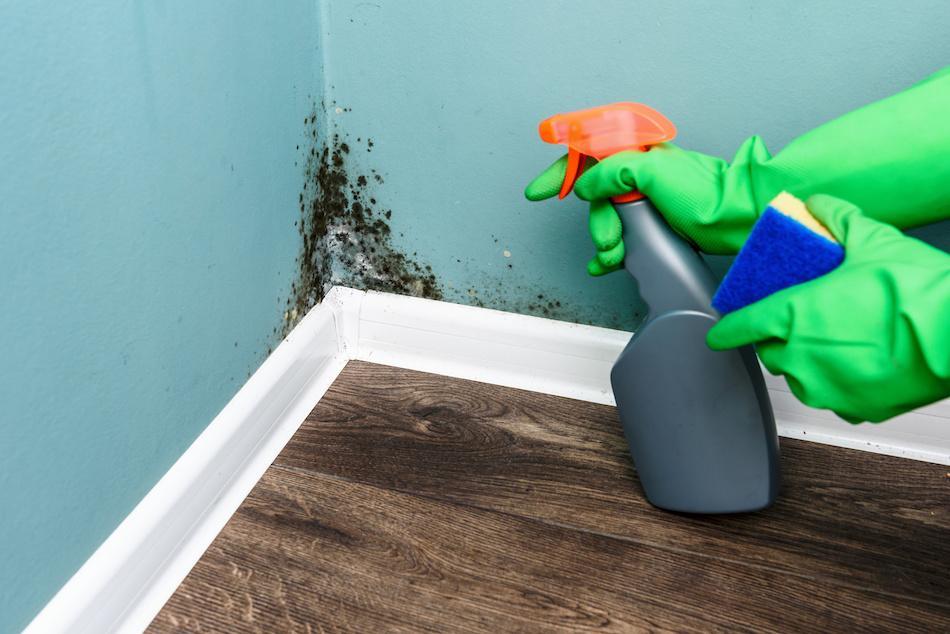 5 Steps You Can Take If You Have Mold