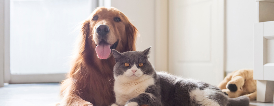 Improving safety in living rooms or common areas - pets