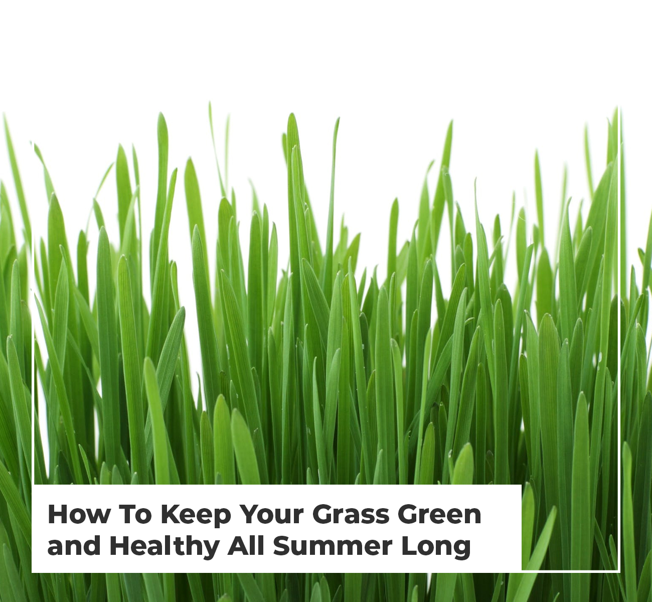 Healthy Grass All Summer