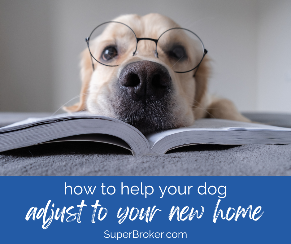 Helping dogs adjust to a hot sale new home