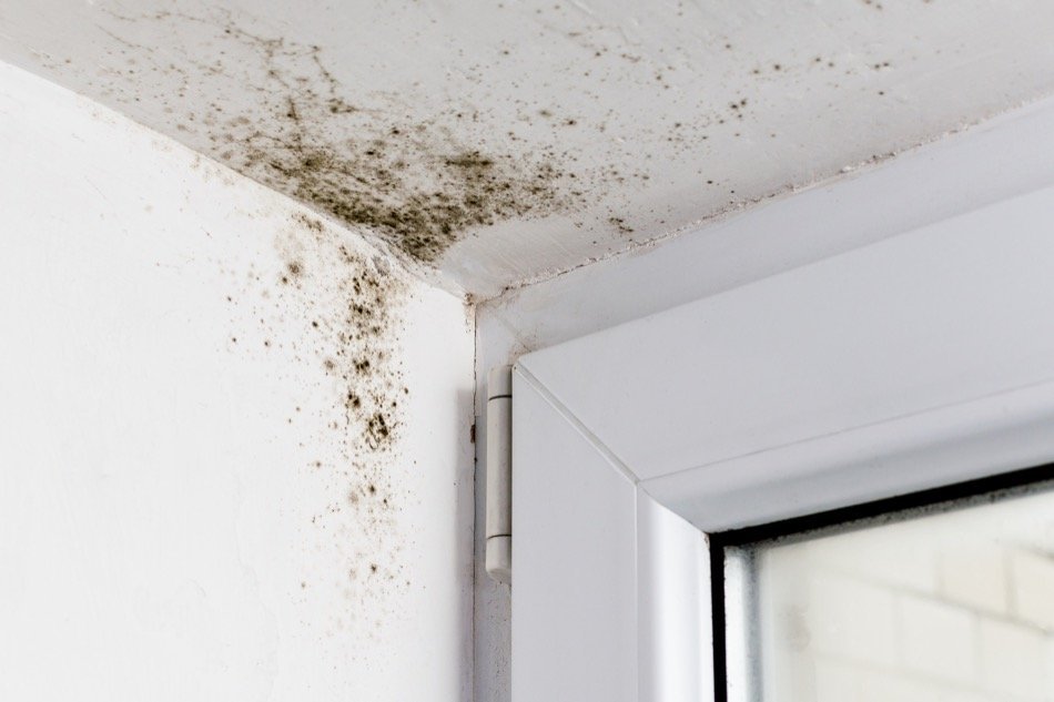 When Is Mold Remediation Required in a Home?