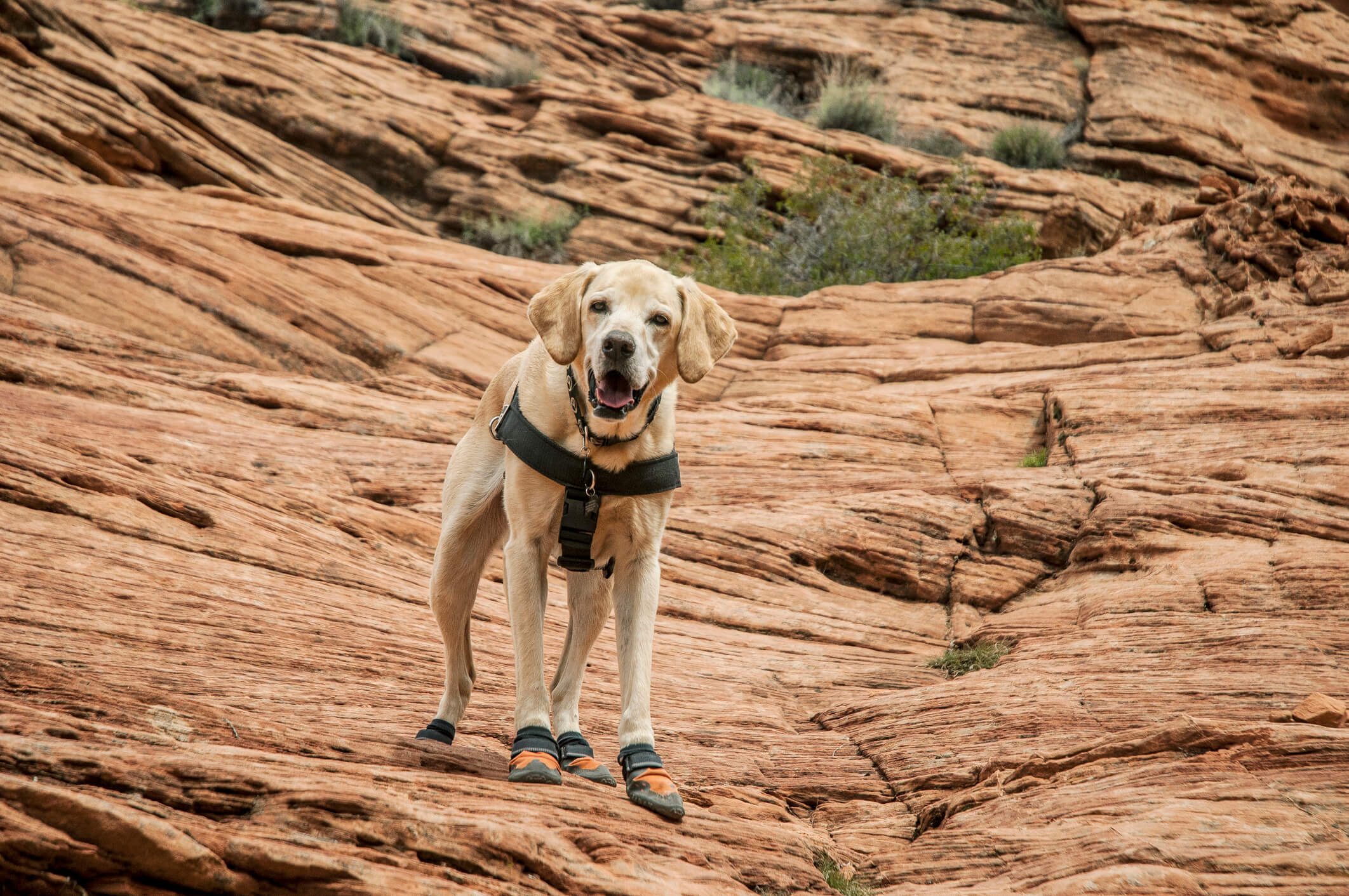 Hiking With Your Dog In Las Vegas