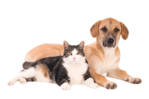 Managing Pets During a Home Sale Managing Pets During a Home Sale