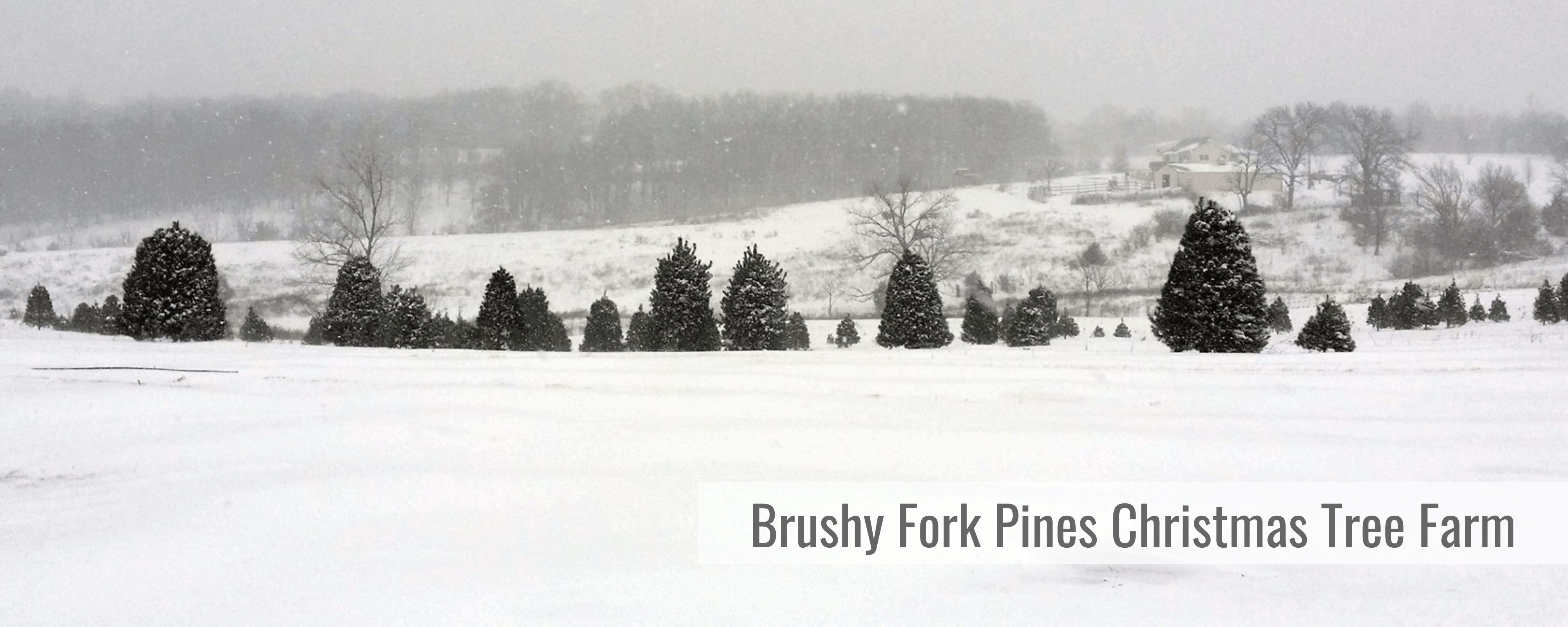 Brushy Fork Pines Tree Farm