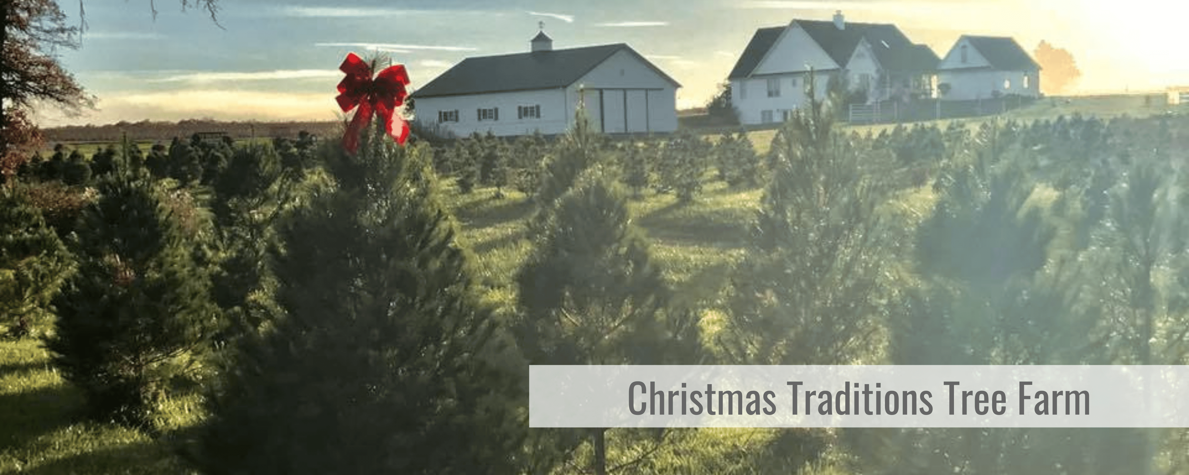 Christmas Traditions Tree Farm