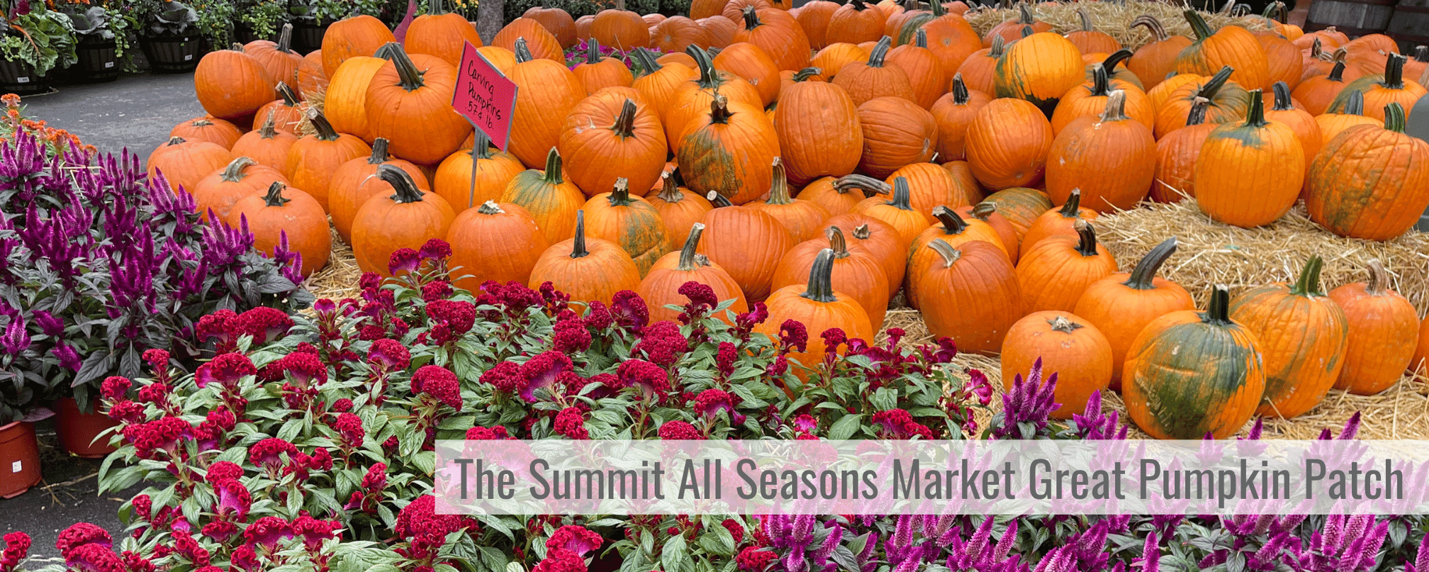 The Summit All Seasons Market Great Pumpkin Patch Kirkwood