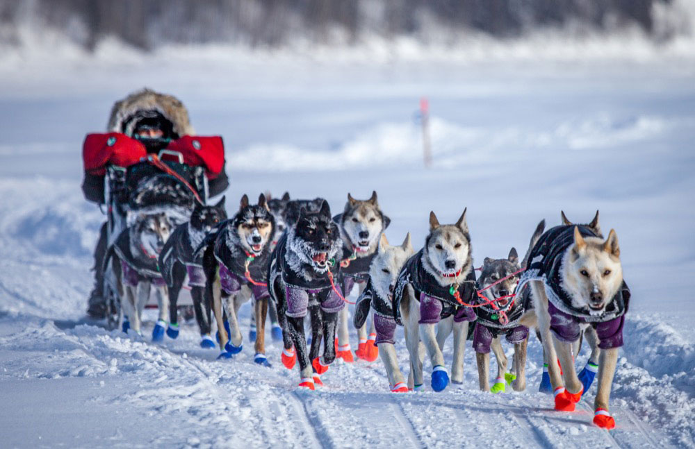 Iditarod Dog Sled Race in Anchorage, AK