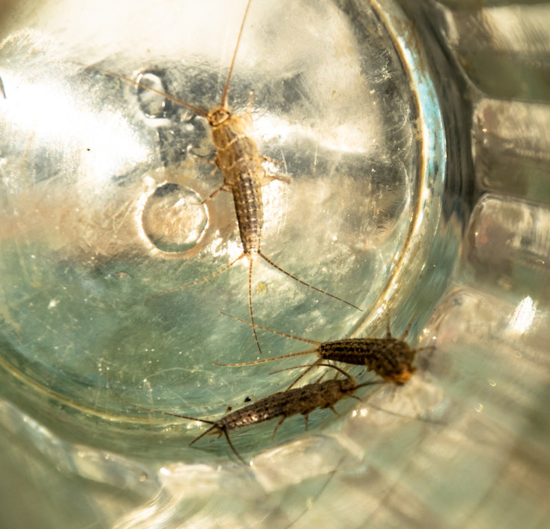 Preventing Silverfish is Easier than Exterminating Them