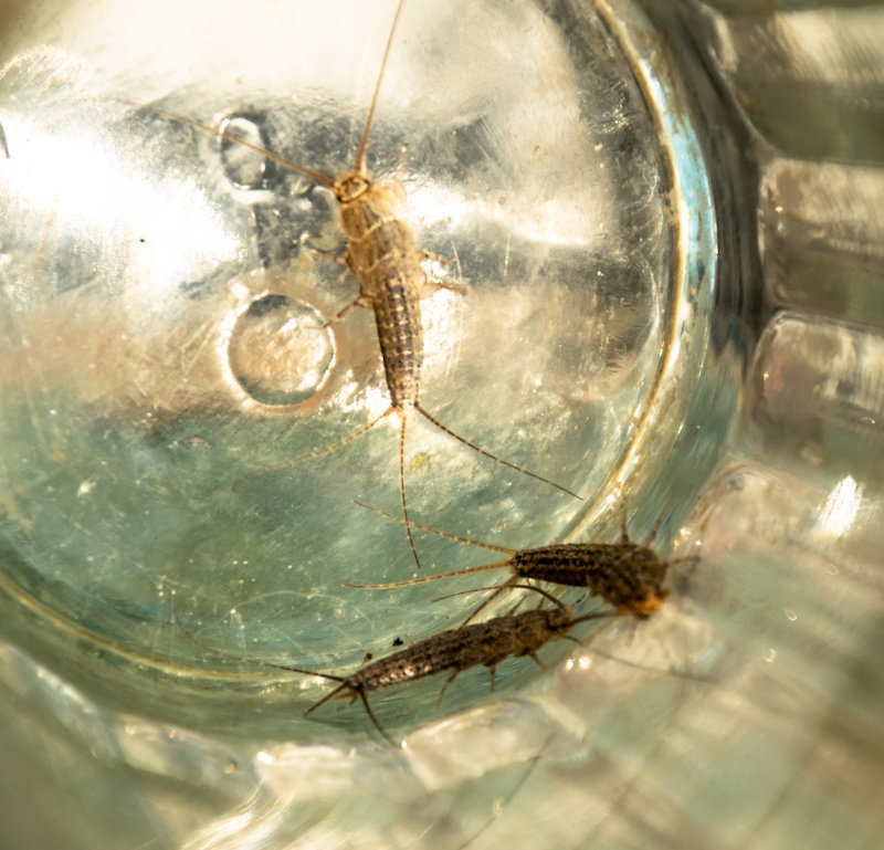 Home Pest Control: Silverfish Identification, Prevention, and