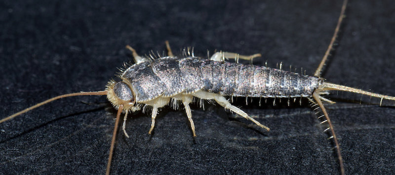 Finding Silverfish at Home