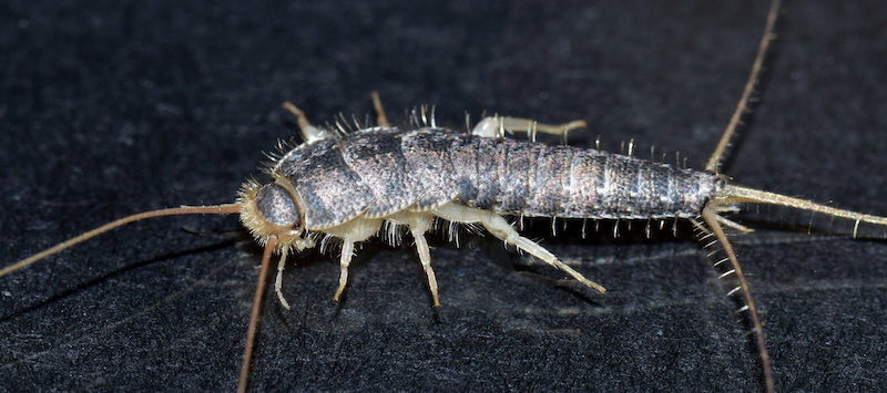 silverfish larvae