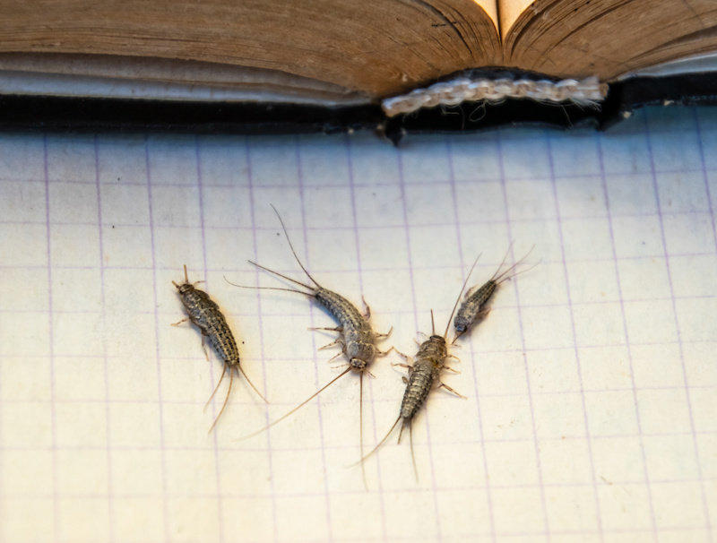 Home Pest Control: Silverfish Identification, Prevention, and Removal Tips