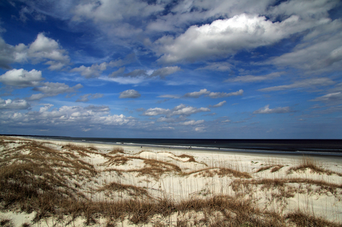 Ngeblogeer: Georgia Beaches Dogs shamrock