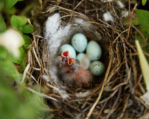 Hatched Eggs in a Nest with baby birds