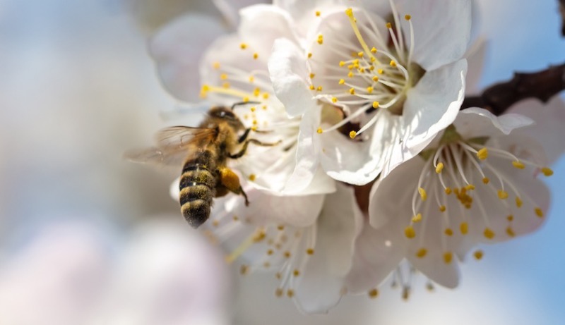 Plants that Attract Bees