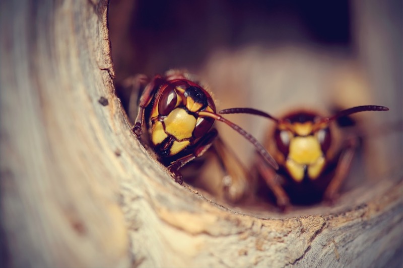 How to Identify Wasps and Hornets