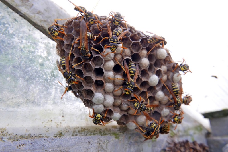 Prevent Wasps and Hornets From Building Nests
