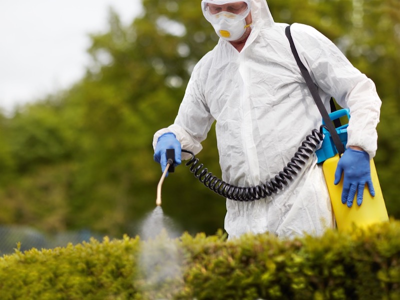 Getting Professional Bee, Wasp, or Hornet Nest Removal