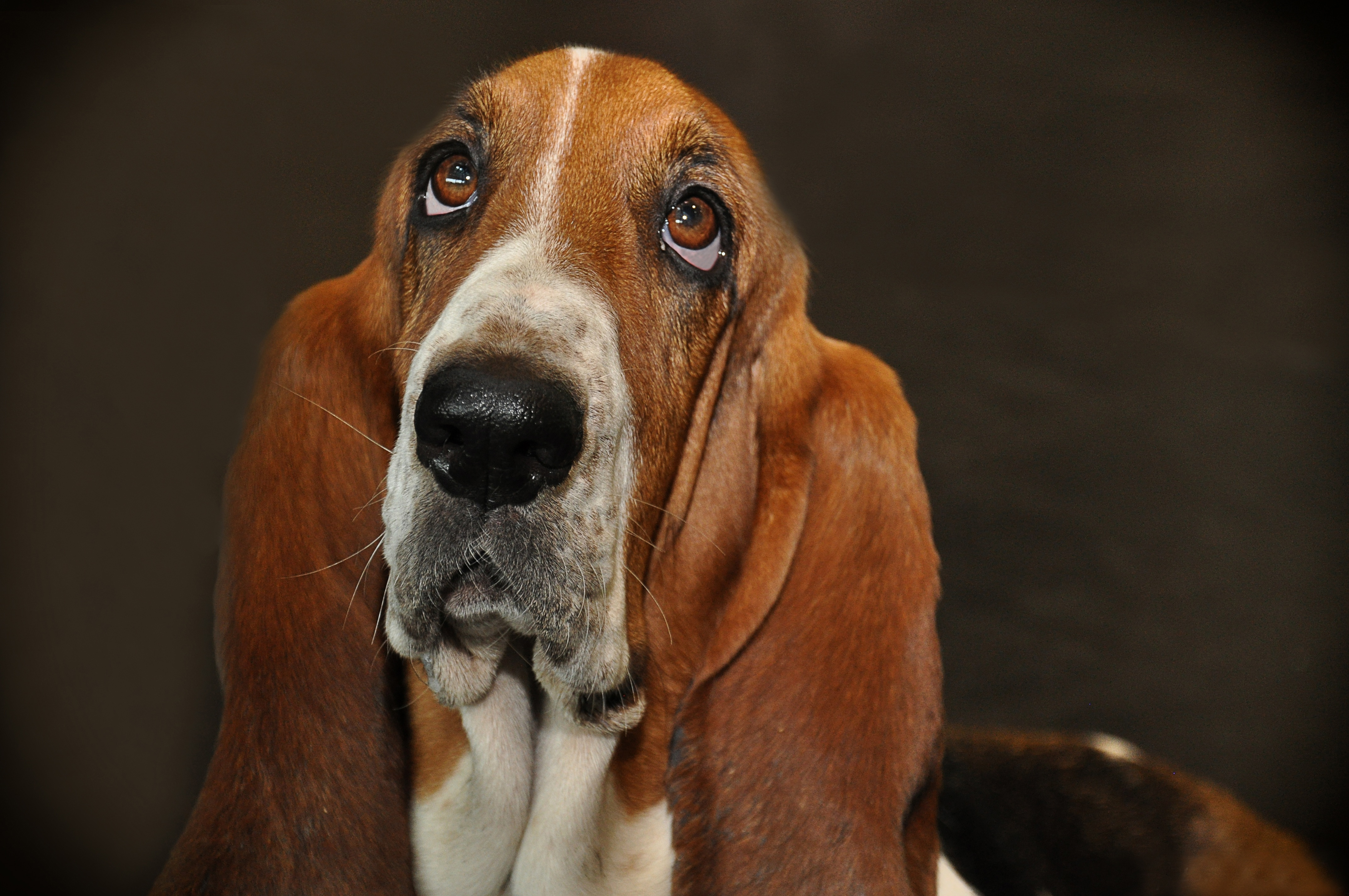 picture of a basset hound with sad eyes