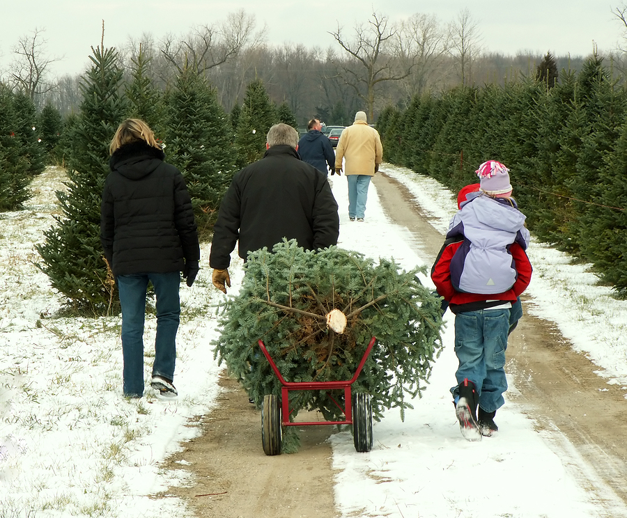 Christmas Tree Cutting