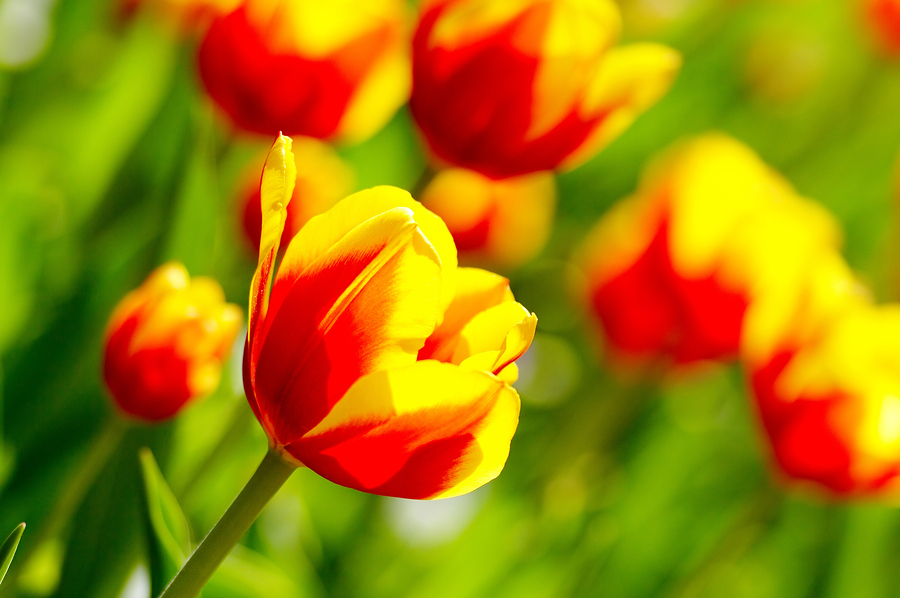 Churchill Downs Flower Garden