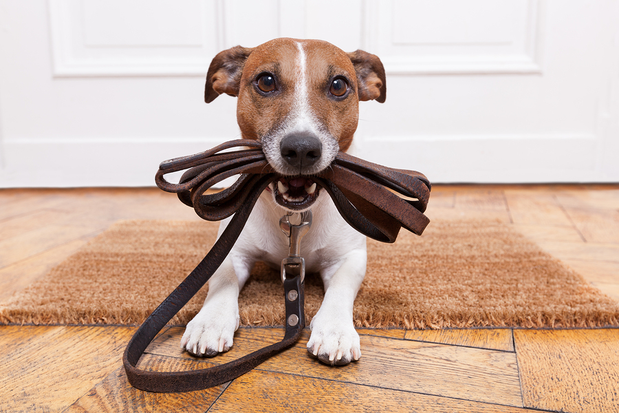 Dog Day at the Park at Louisville Slugger Field June 17th | Joe Hayden