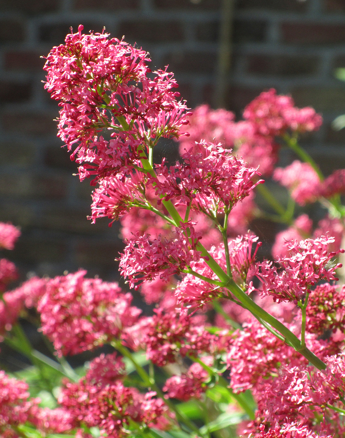 Edible Plants at Yew Dell Gardens