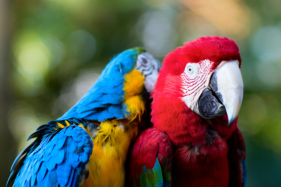 See Exotic Birds November 13 and 14 | Joe Hayden Real Estate Team ...