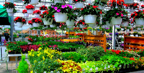 Gardening in Louisville Four Gardening Centers to Visit 