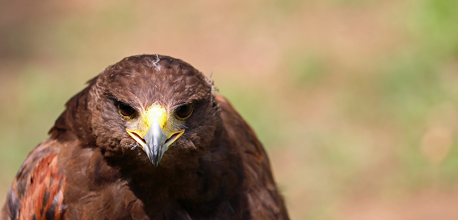 What we Offer - RAPTORS RIDGE BIRDS OF PREY INC