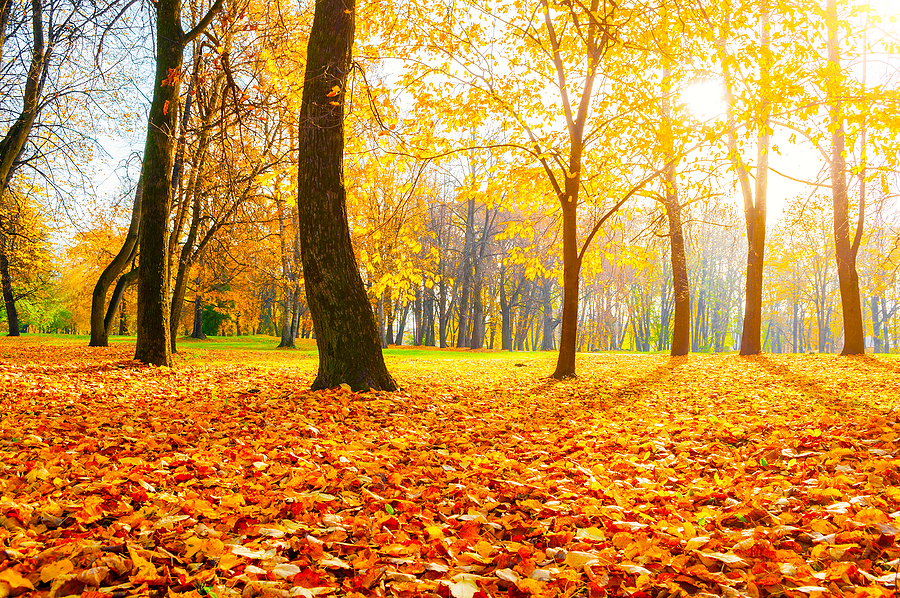 Joe Creason Park Changing Leaves