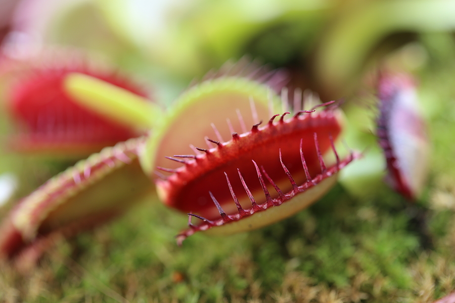 Little Shop of Horrors at Yew Dell Botanical Gardens