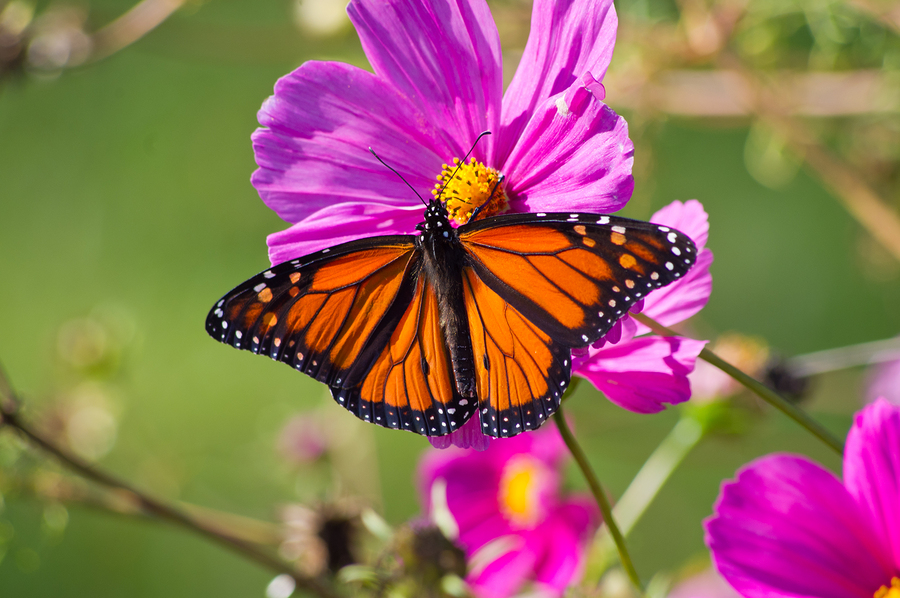 Louisville Nature Center Monarch Butterfly