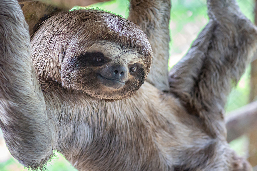 Sloth-Tastic Louisville Zoo