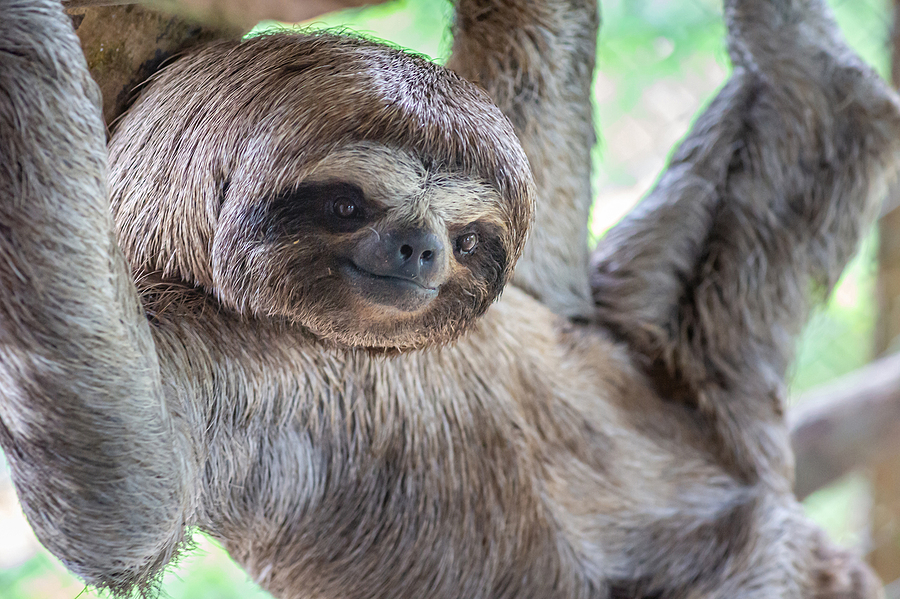 Meet the Sloths at the Louisville Zoo This August Joe Hayden