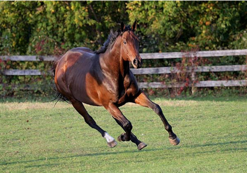 Get a Taste of the Derby with Mint Julep Tours | Joe Hayden Real Estate ...