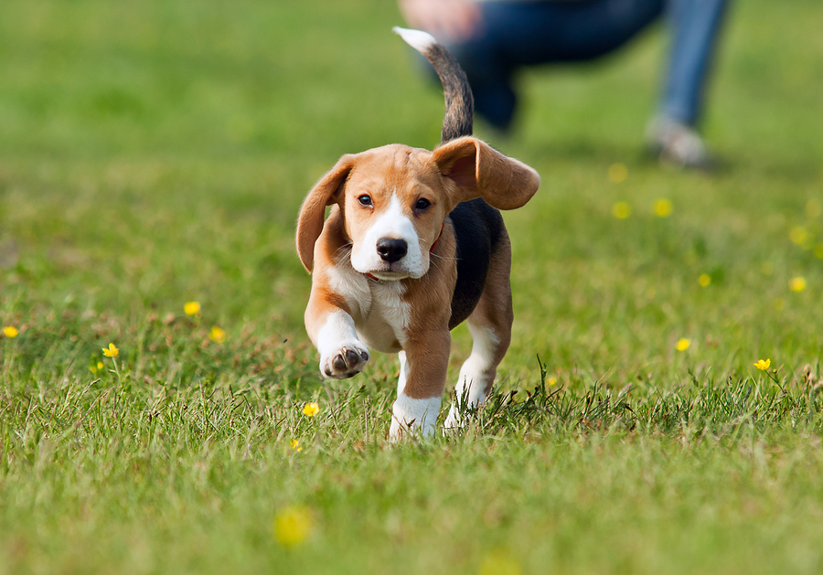 Best Dog Parks in Louisville KY