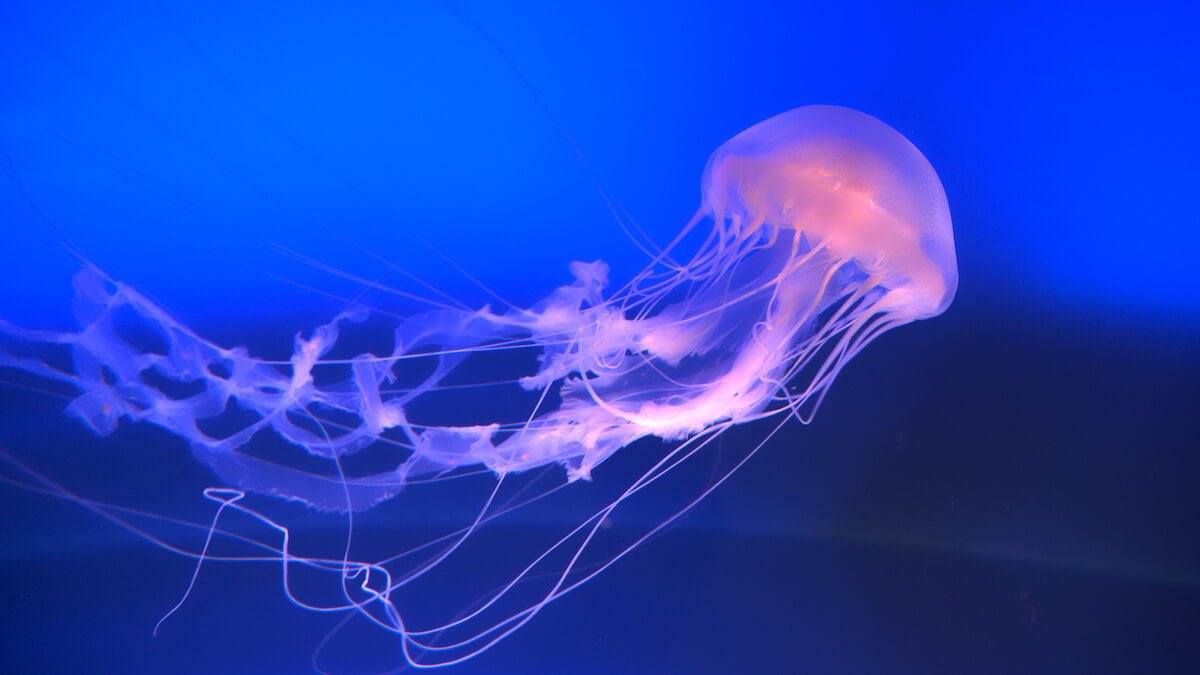 can jellyfish sting through bathing suit