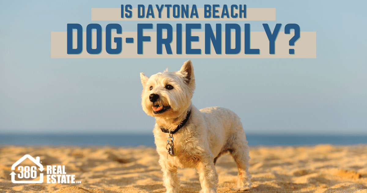 Things to Do With Dogs in Daytona Beach, FL
