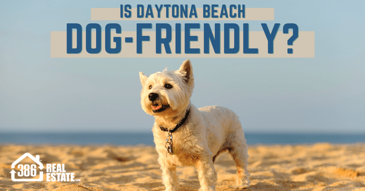 are dogs allowed on daytona beach boardwalk