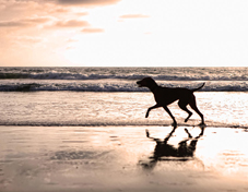 can dogs be on daytona beach