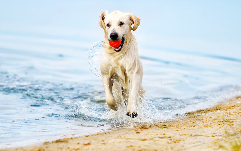Things to Do With Your Dog in Daytona Beach, FL