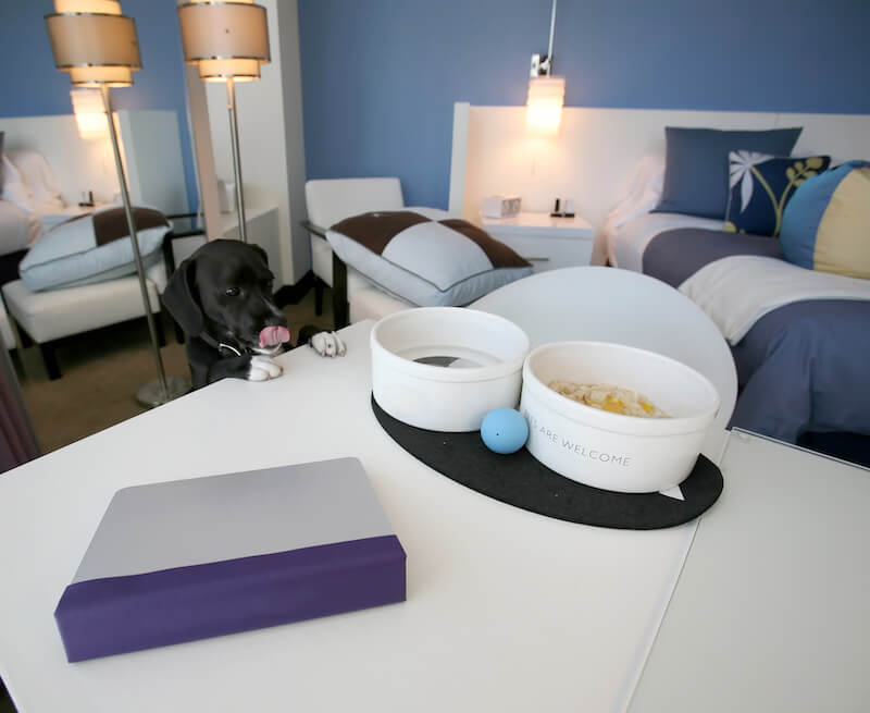 Where to Stay With Your Dog in Daytona Beach, FL