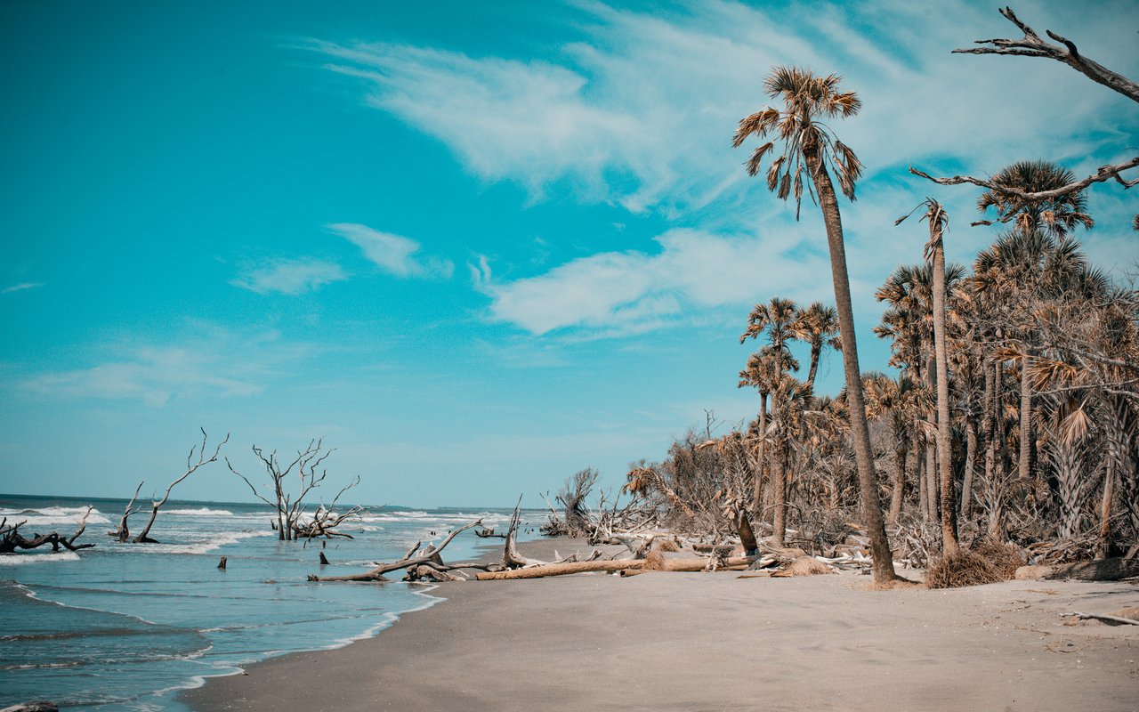 Bull Island with palm trees, beach, and blue sky in background