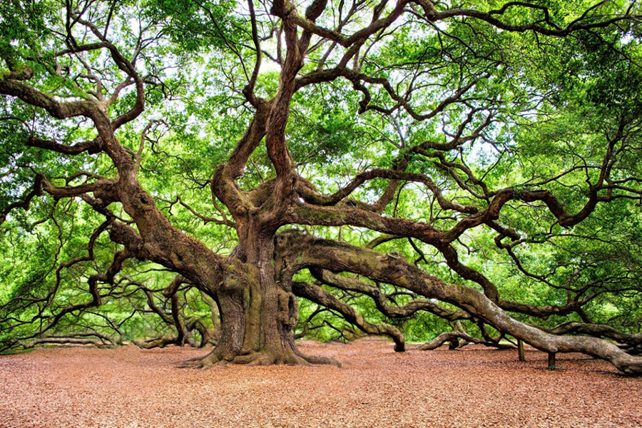 Angel Oak Tree Johns Island, South Carolina