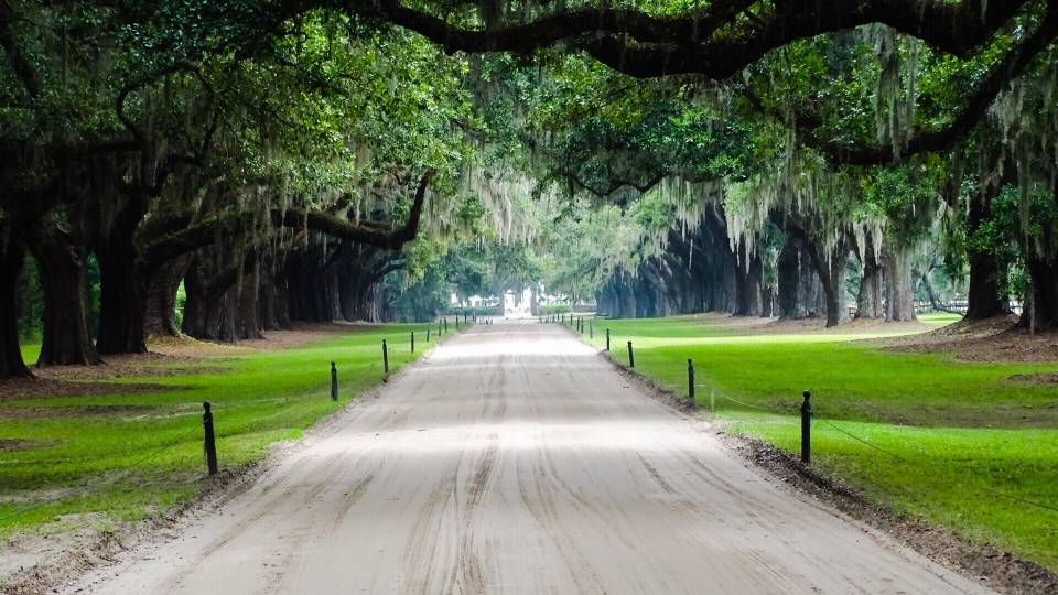 dirt road on Boone Hall Plantation with Live Oak and Weeping willows