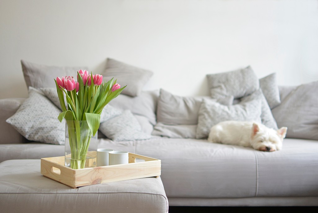 Bouquet of flowers on a tray in front of a dog laying on gray couch