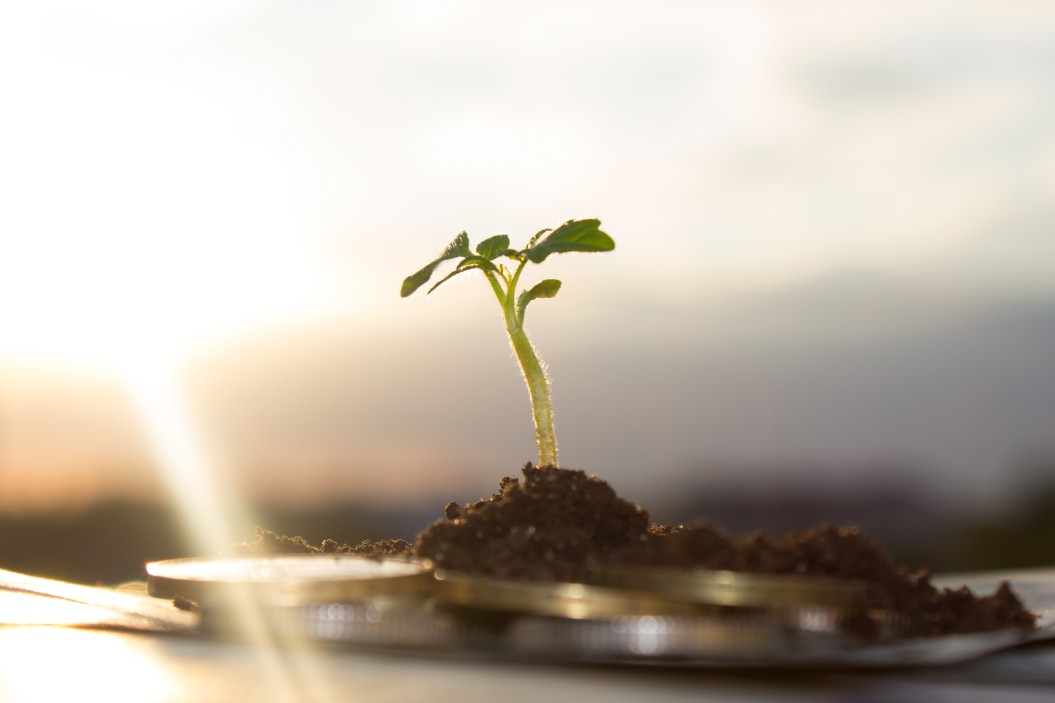 Small plant growing out of gold coins